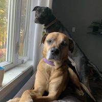 Brushwood Veterinary Clinic ico