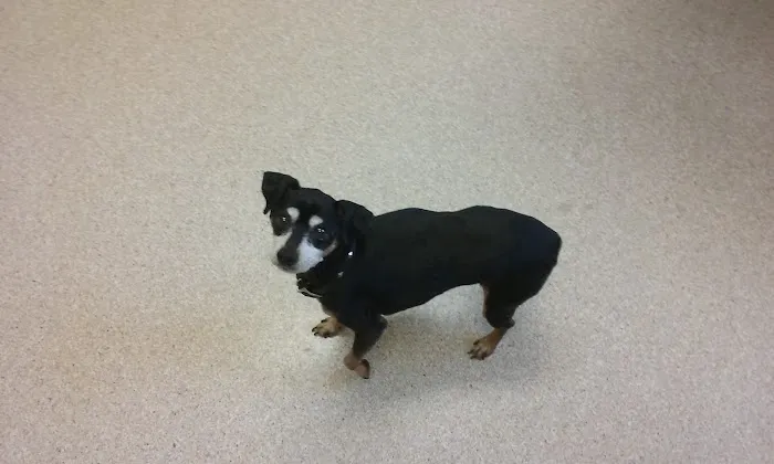 Have A Heart Animal Hospital, A Thrive Pet Healthcare Partner Picture 2