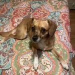 Have A Heart Animal Hospital, A Thrive Pet Healthcare Partner