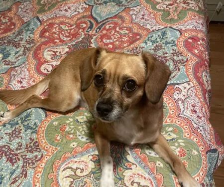 Have A Heart Animal Hospital, A Thrive Pet Healthcare Partner