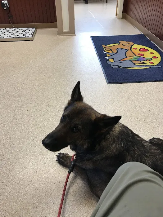 Have A Heart Animal Hospital, A Thrive Pet Healthcare Partner Picture 4