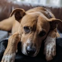 Animal Hospital of Barrington ico