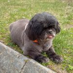 Oyster River Veterinary Hospital