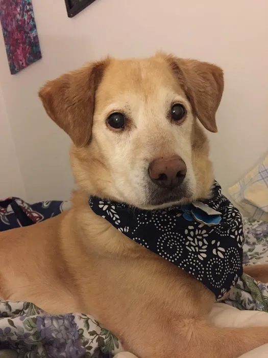 Arbor Veterinary Services, A Thrive Pet Healthcare Partner Picture 4