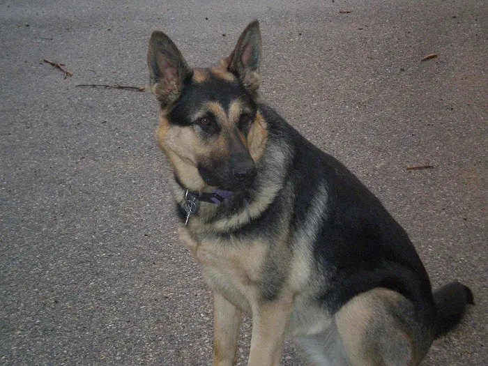 Arbor Veterinary Services, A Thrive Pet Healthcare Partner Picture 10