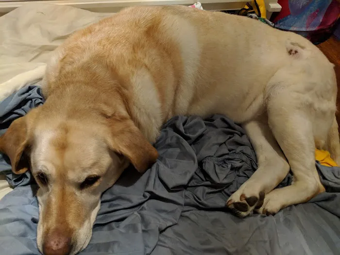 Arbor Veterinary Services, A Thrive Pet Healthcare Partner Picture 9