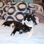 Rochester Veterinary Clinic
