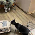 Broadview Animal Hospital of Rochester