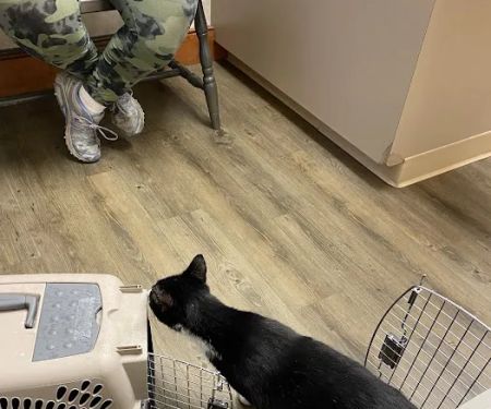 Broadview Animal Hospital of Rochester