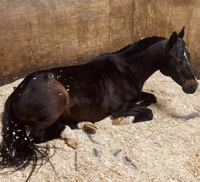 Myhre Equine Clinic Picture 6