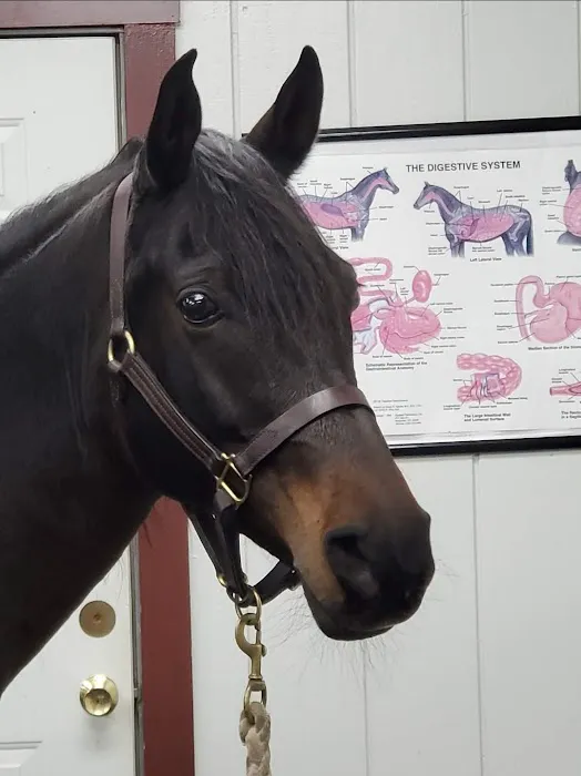Myhre Equine Clinic Picture 8