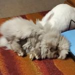 Broadview Animal Hospital of Milton