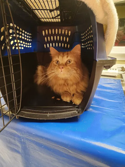 Broadview Animal Hospital of Milton Picture 9