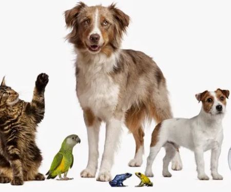 The Kindness Animal Hospital