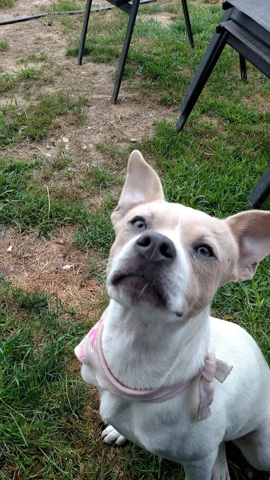 The Kindness Animal Hospital Picture 4