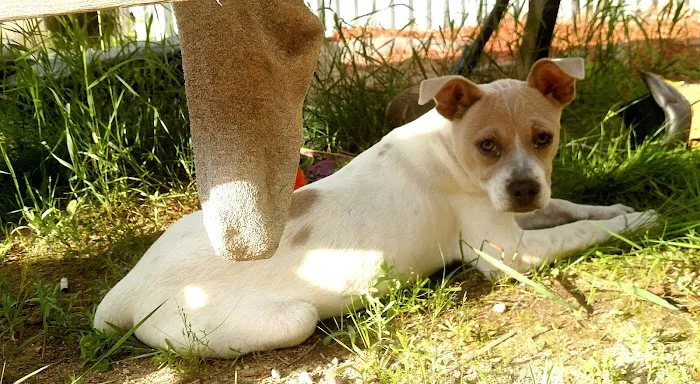 The Kindness Animal Hospital Picture 10