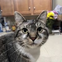 Veterinary Urgent Care of New Hampshire, PLLC ico