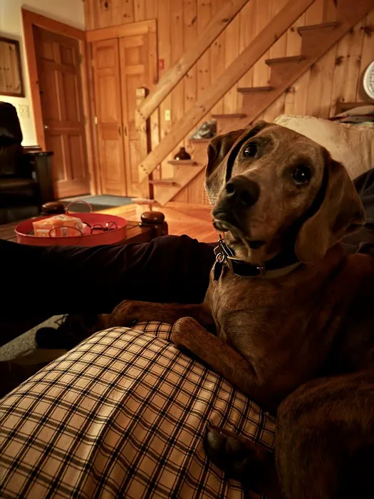 Veterinary Urgent Care of New Hampshire, PLLC Picture 10