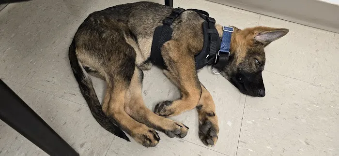Veterinary Urgent Care of New Hampshire, PLLC Picture 8