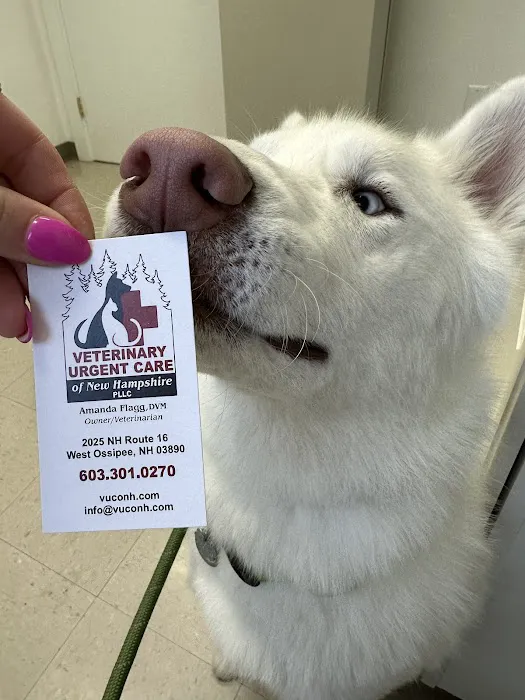 Veterinary Urgent Care of New Hampshire, PLLC Picture 9