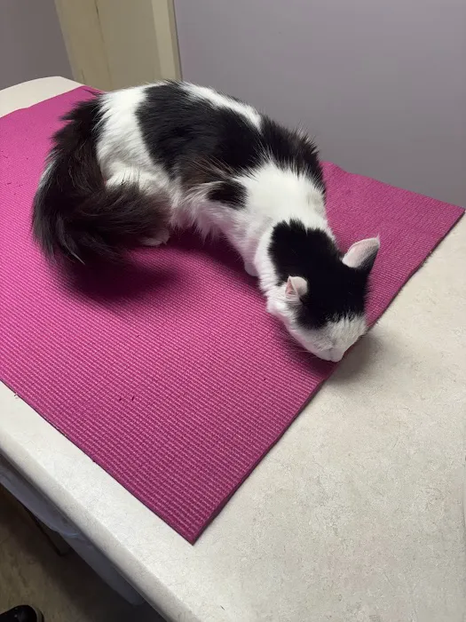 Acton Veterinary Clinic Picture 1