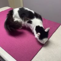 Acton Veterinary Clinic ico