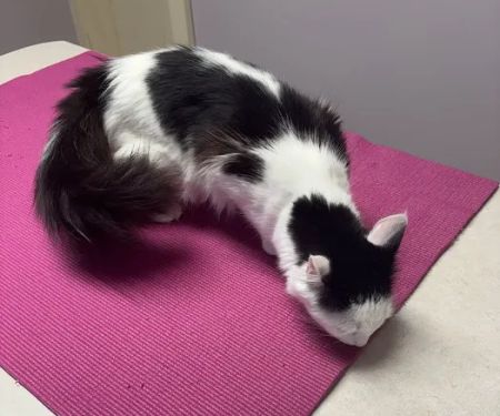 Acton Veterinary Clinic