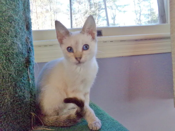 Rozzie May Animal Alliance Inc Picture 4
