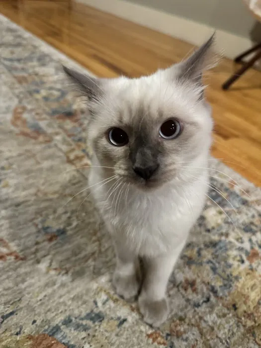 Rozzie May Animal Alliance Inc Picture 1