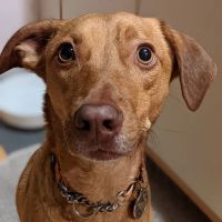 Conway Veterinary Hospital ico