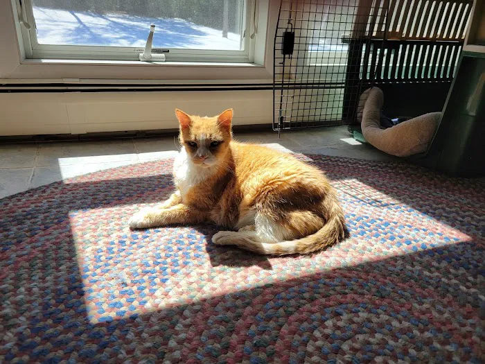 Companion Pet Care Picture 1