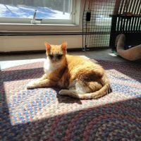 Companion Pet Care ico