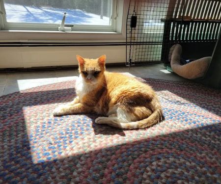 Companion Pet Care