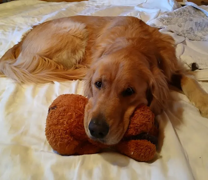 Companion Pet Care Picture 6