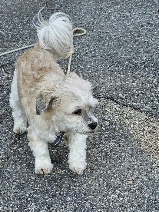 Littleton Area Veterinary Urgent Care Picture 7