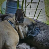 Ryegate Small Animal Hospital ico