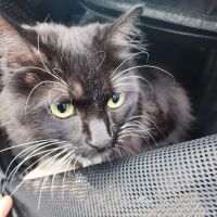 Mitchell Animal Hospital, PLLC ico