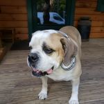 Brentwood Country Animal Hospital: Hunt Julia DVM