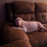 Brentwood Country Animal Hospital, PLLC
