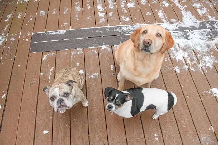 Brentwood Country Animal Hospital, PLLC Picture 3