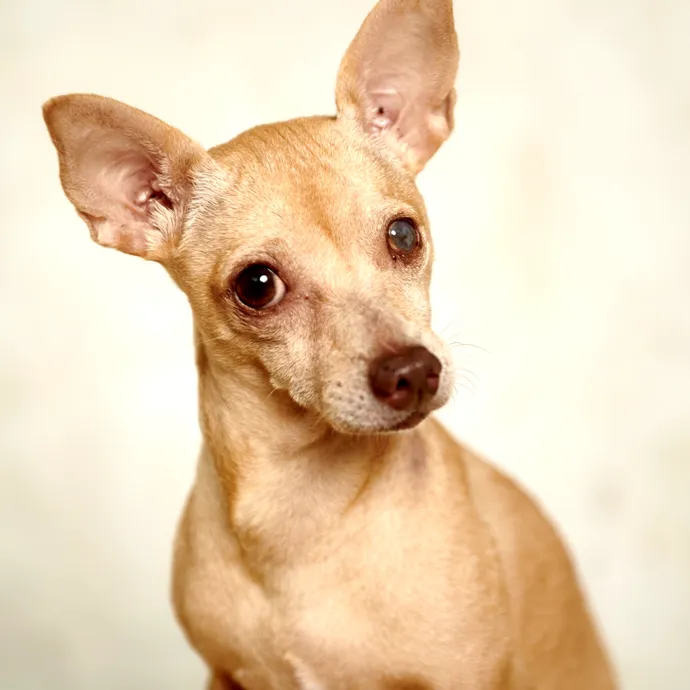 Brentwood Country Animal Hospital, PLLC Picture 2