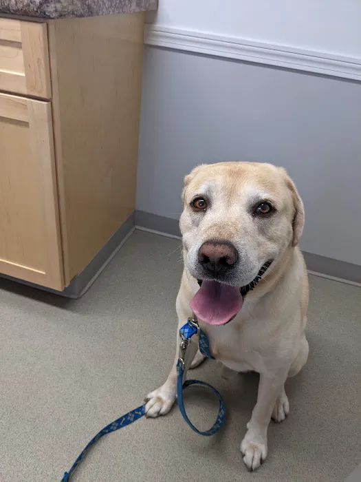 Brentwood Country Animal Hospital, PLLC Picture 5