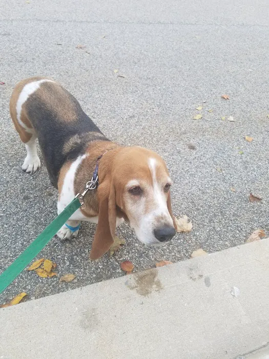 Plaistow-Kingston Animal Medical Center Picture 1