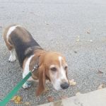 Plaistow-Kingston Animal Medical Center