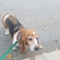 Plaistow-Kingston Animal Medical Center ico