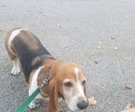 Plaistow-Kingston Animal Medical Center