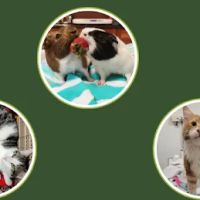 Plaistow-Kingston Animal Medical Center ico