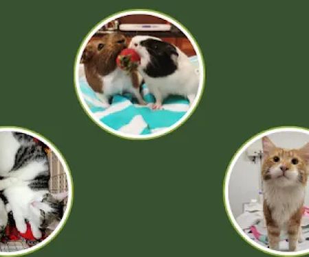 Plaistow-Kingston Animal Medical Center