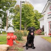 Onion River Animal Hospital ico