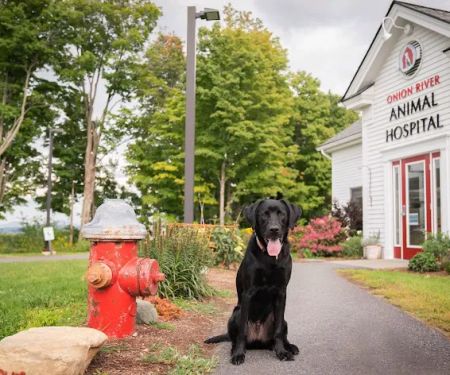 Onion River Animal Hospital